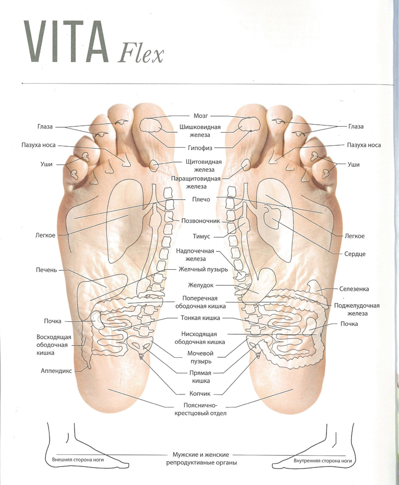 Карта стопы человека органы